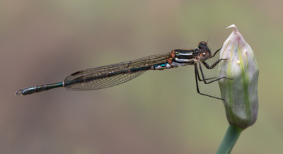 Austrolestes psyche